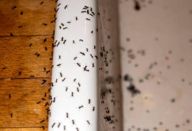 Best Cockroach Control Services  in St Louis Park, MN